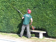 Hedge trimming southampton
