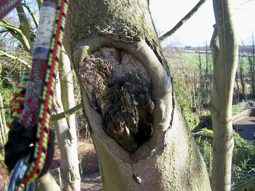 diseased tree
