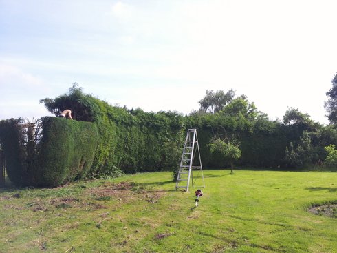 Hedge Cutting Totton